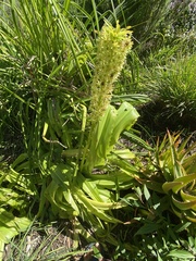 Eucomis comosa