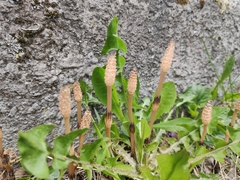 Equisetum arvense