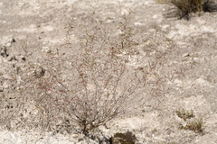 Oenothera gayleana