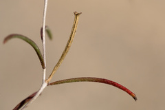 Oenothera gayleana