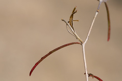 Oenothera gayleana