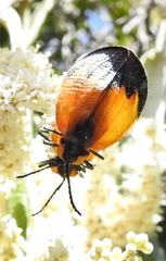 Lycus palliatus