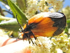 Lycus palliatus