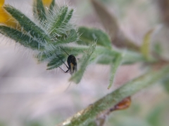 Plagiognathus moerens