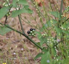 Solanum scabrum