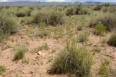 Sporobolus flexuosus