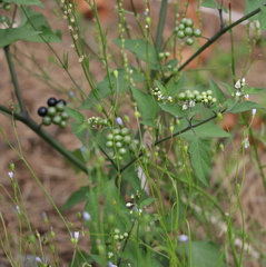 Solanum scabrum