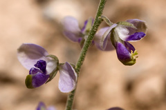 Hebecarpa barbeyana
