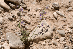 Hebecarpa barbeyana