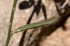 Hebecarpa barbeyana