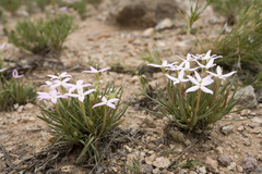 Houstonia rubra