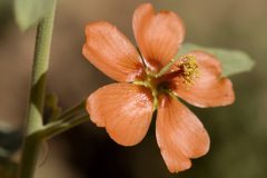 Sphaeralcea incana