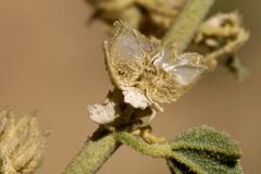 Sphaeralcea incana