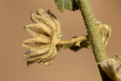 Sphaeralcea incana