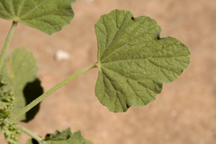 Sphaeralcea incana