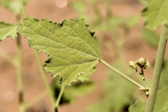 Sphaeralcea incana