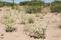 Sphaeralcea incana