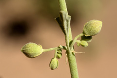 Sphaeralcea incana