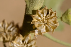Sphaeralcea incana