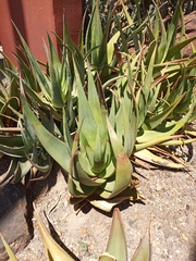 Aloe tomentosa