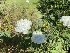Spiraea cantoniensis