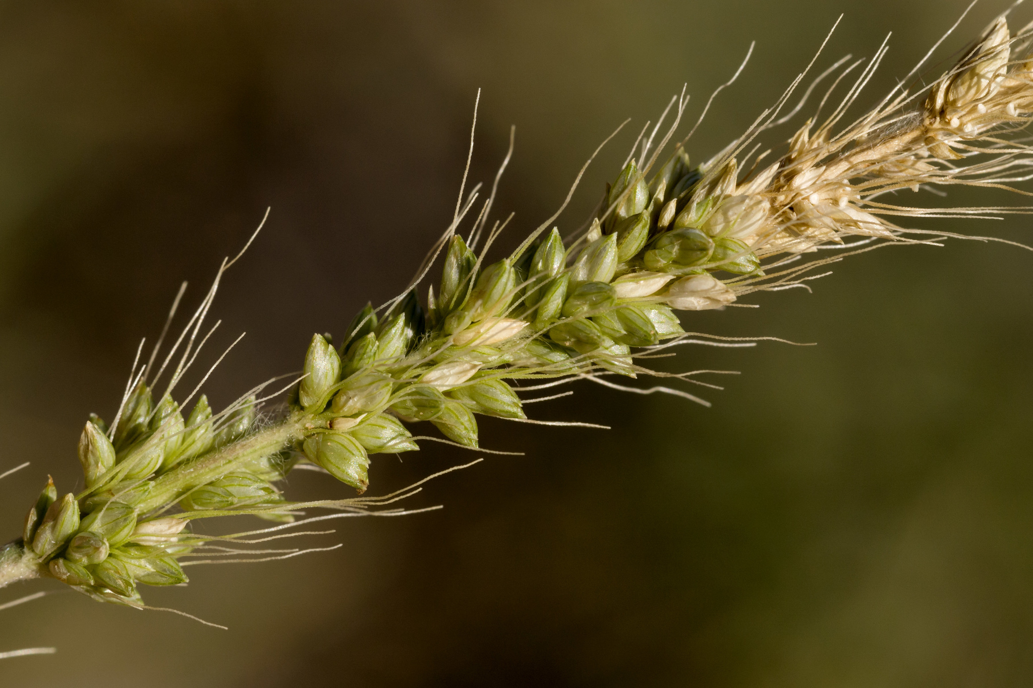 Setaria leucopila