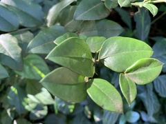Carissa bispinosa