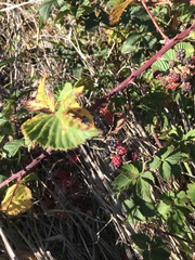 Rubus affinis