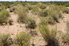 Sporobolus flexuosus