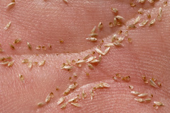 Sporobolus flexuosus