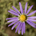 Tahoka Daisy - Photo no rights reserved