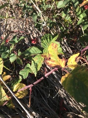 Rubus affinis