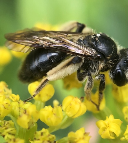 Hawthorn Mining Bee photo 3