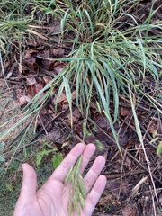 Bromus catharticus