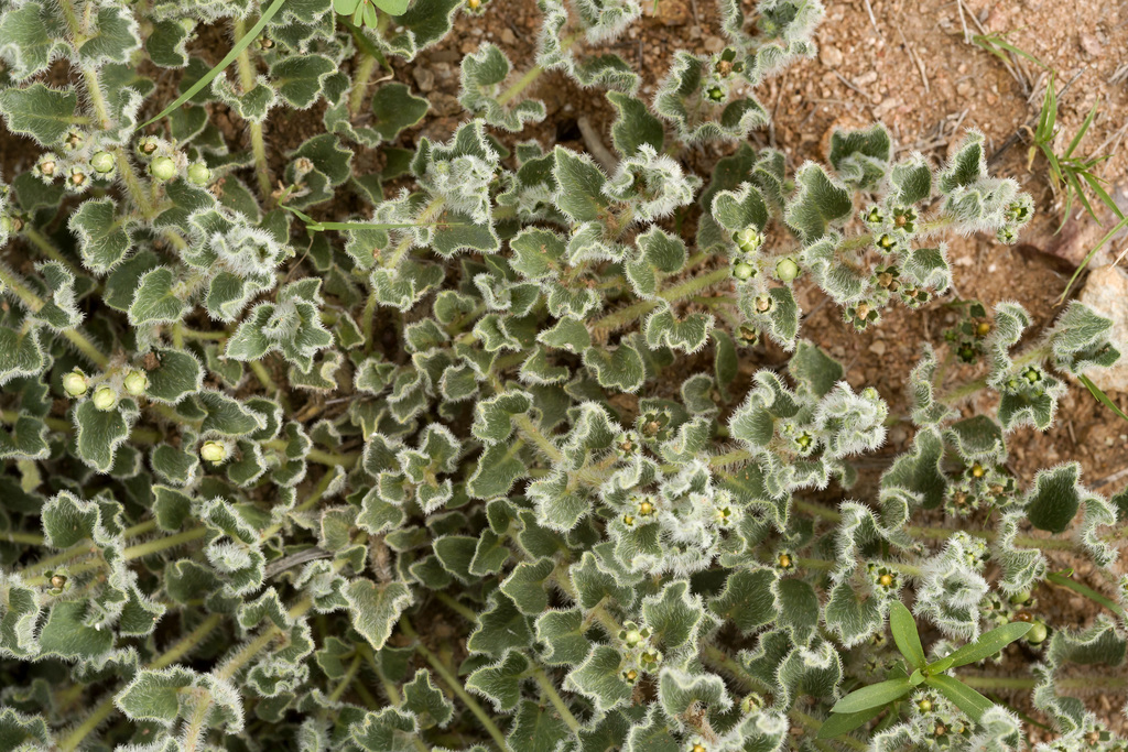 Chthamalia chihuahuensis
