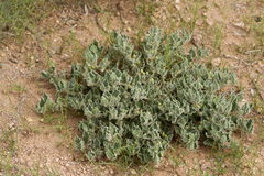 Matelea chihuahuensis