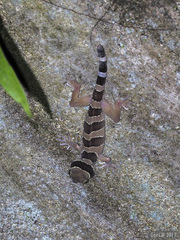 Cyrtodactylus macrotuberculatus