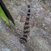 Large-tubercled Bent-toed Gecko - Photo (c) CheongWeei Gan, some rights reserved (CC BY-NC), uploaded by CheongWeei Gan