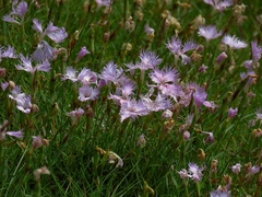 Dianthus sternbergii