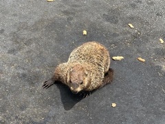 Marmota