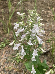 Penstemon arkansanus