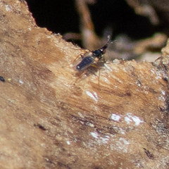 Prochyliza xanthostoma