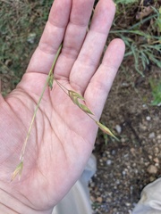 Bromus catharticus
