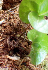 Hexastylis shuttleworthii