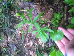 Ranunculus cassubicus