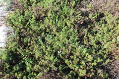 Oncosiphon sabulosus