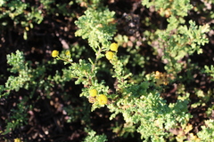 Oncosiphon sabulosus