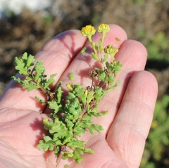 Oncosiphon sabulosus