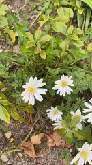 Anemonoides apennina