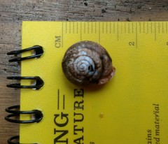 Triodopsis tridentata